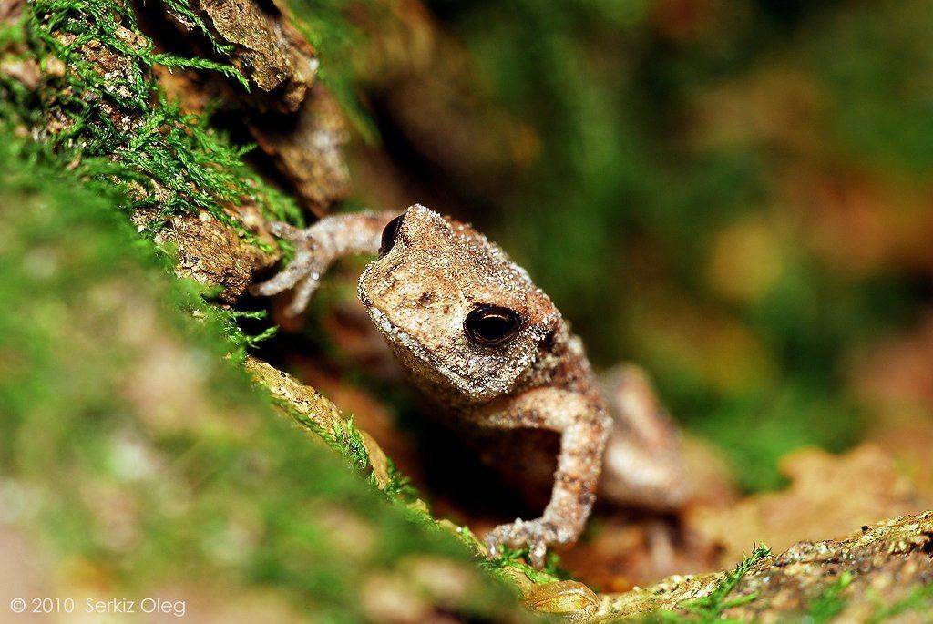 frog, macro, serkiz oleg, серкиз олег, Oleg Serkiz