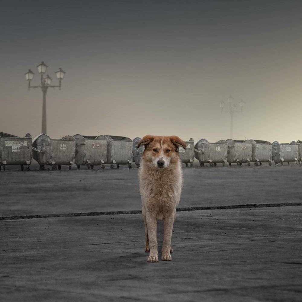 dog, garbage, pole, light, garbage been, alone, crisis,, Caras Ionut