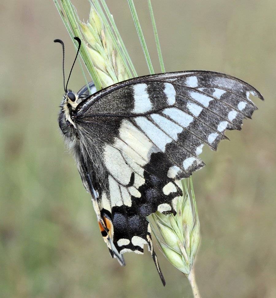 , Сергей Таланов