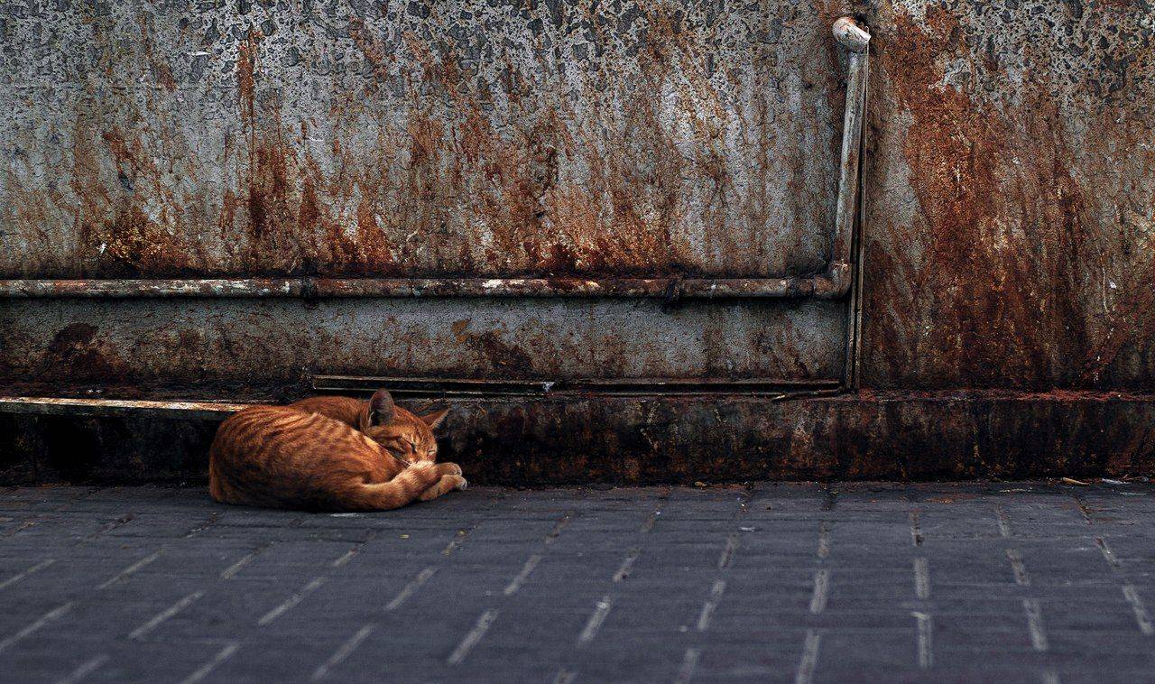 , Олег Королевский