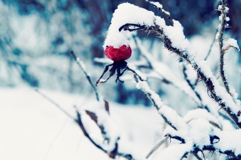 морозно фото превью