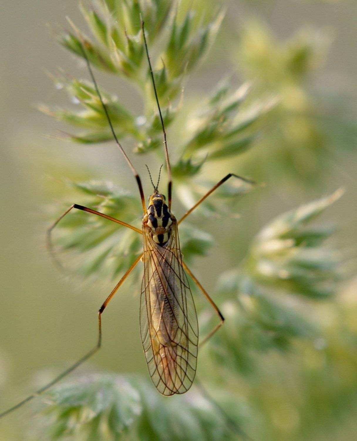 макро, комар, насекомые., Jaroslav