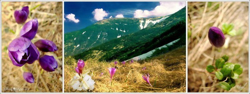 весна, крокусы, карпаты FairyTales фото превью