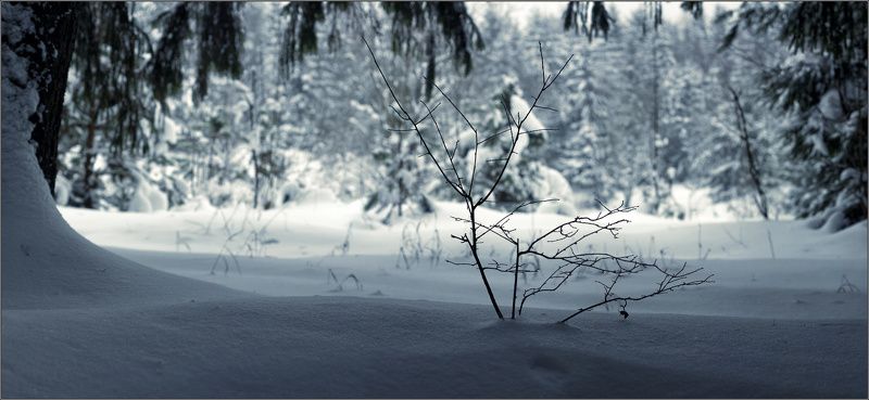 Прогулка по лесу... фото превью