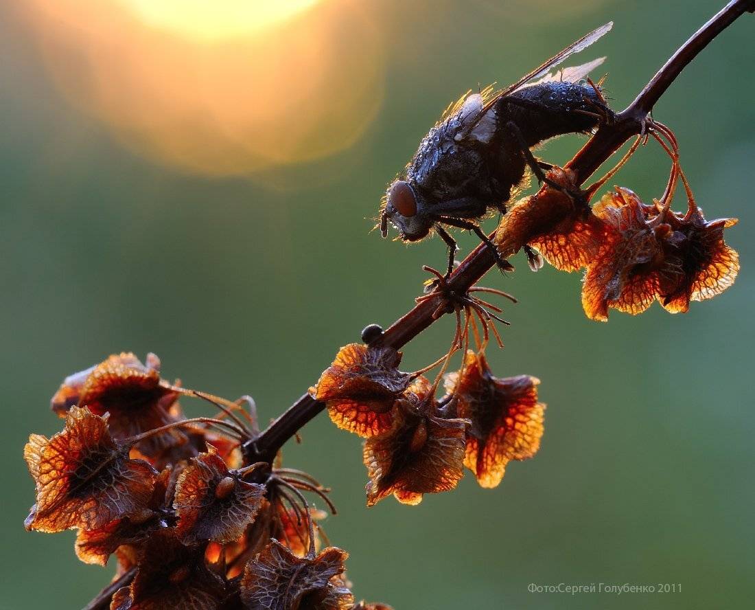, Сергей Голубенко