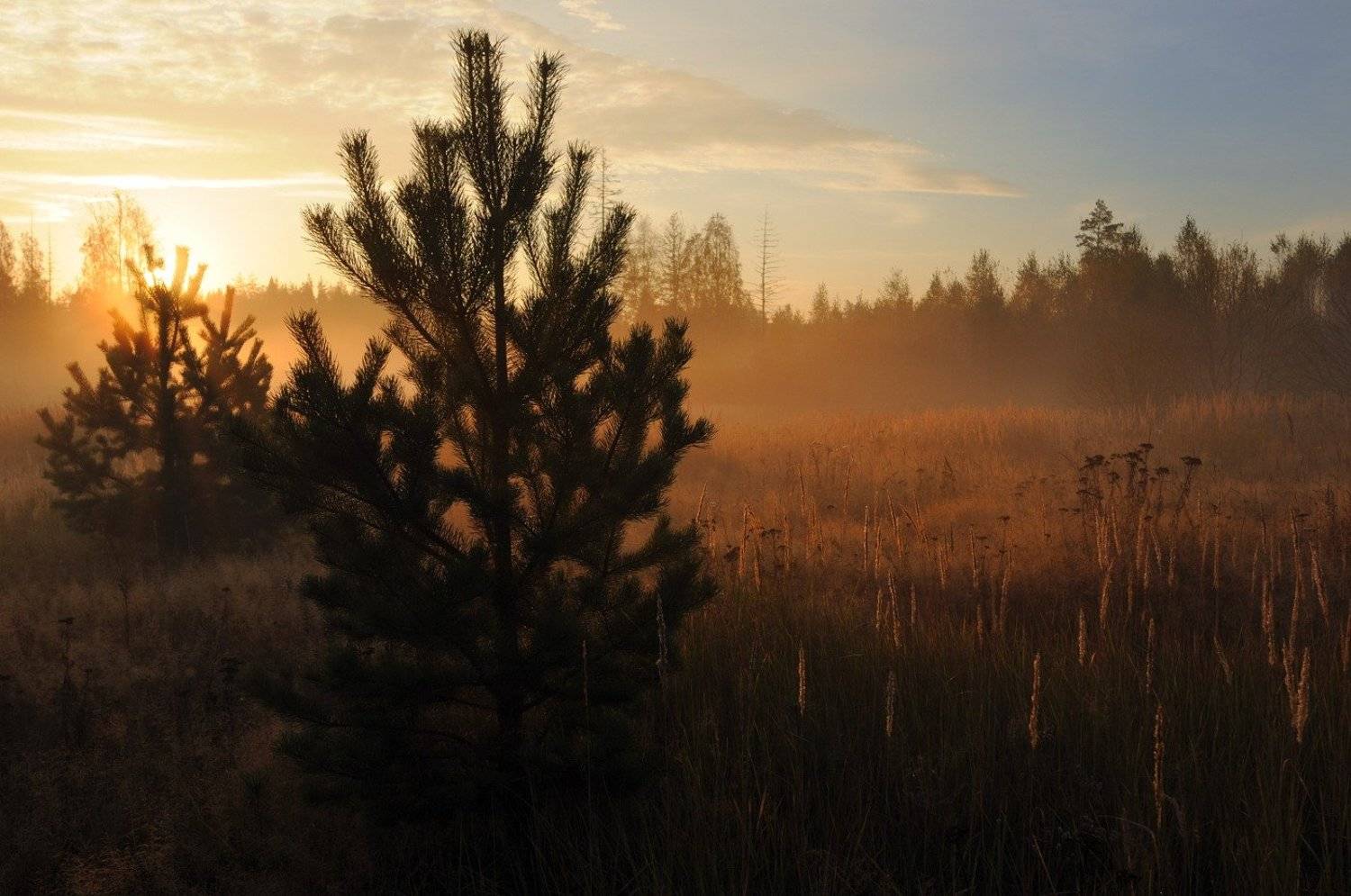 сосны.лес.небо.рассвет., Вадим