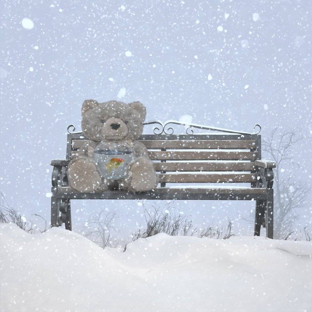 luis, fish, bear, snow, bench, winter, aqua, alone, seating, hope, Caras Ionut