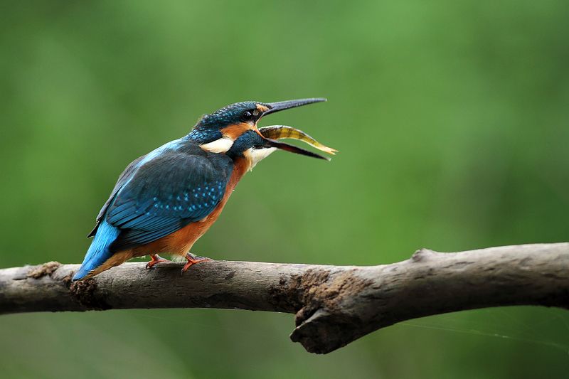 kingfisher, bird, wildlife Kingfisher фото превью