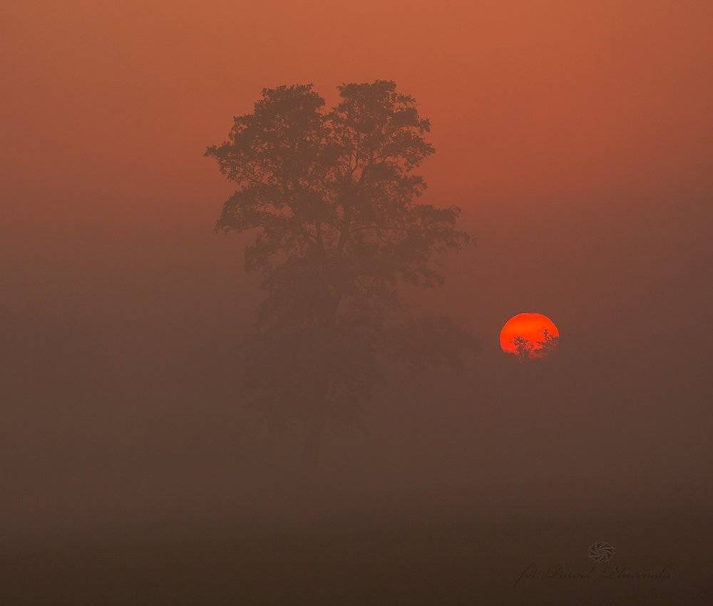 , Pawel Plucinski