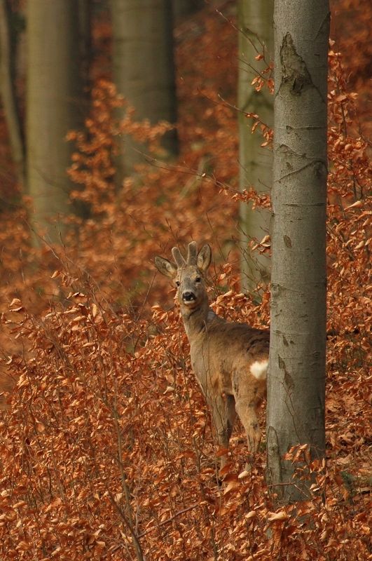Capreolus фото превью