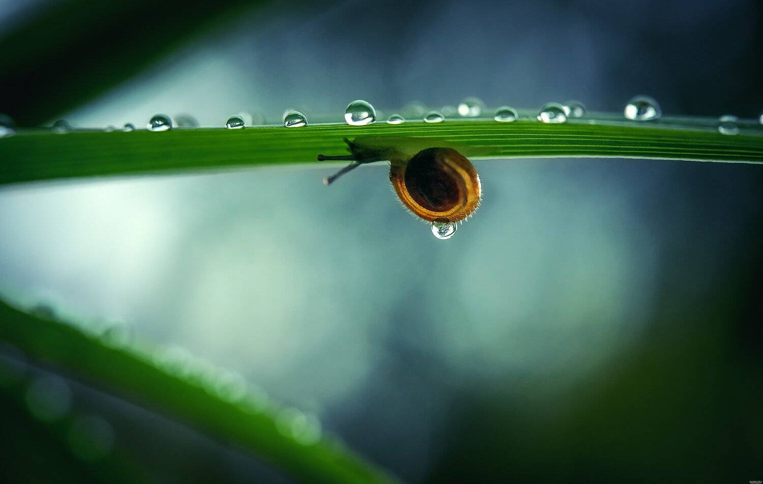 , Рут Андрей