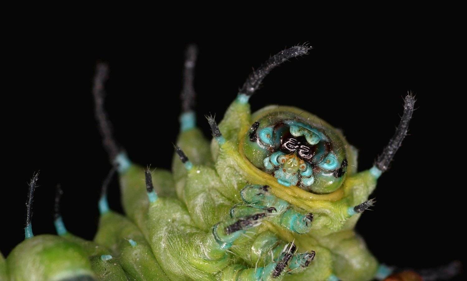 attacus atlas гусеница, Александр Зорин