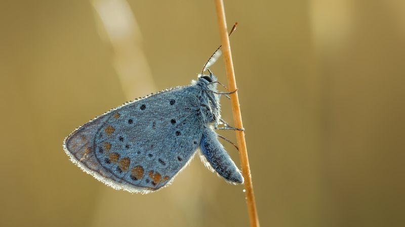 После бала фото превью