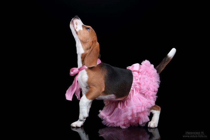 Танцуй, танцуй! фото превью