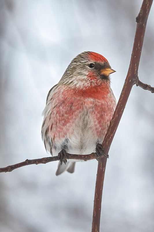 Чечётка (самец) фото превью