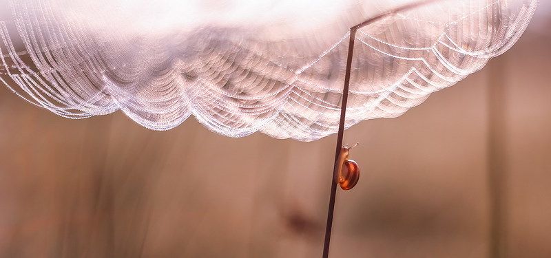 Под куполом утренних надежд фото превью