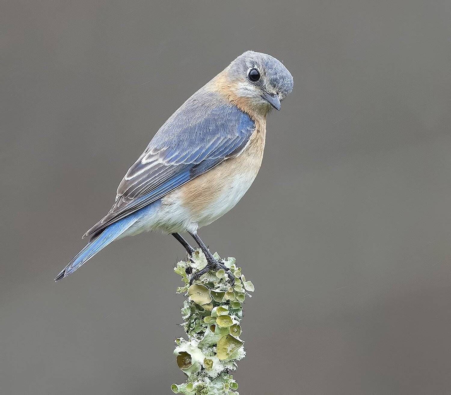 восточная сиалия, eastern bluebird, bluebird, Elizabeth Etkind