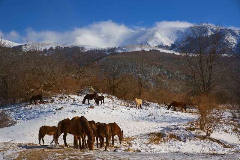 **** фото превью