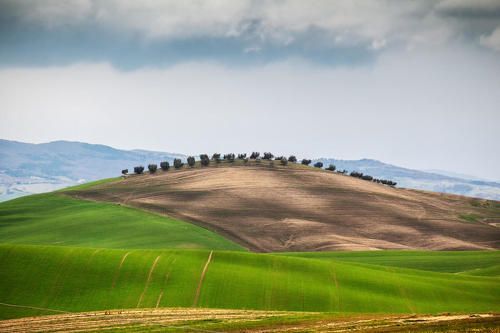 гребешок