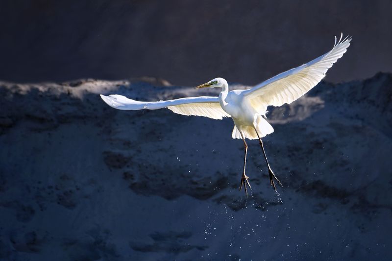 Танец большой белой цапли фото превью
