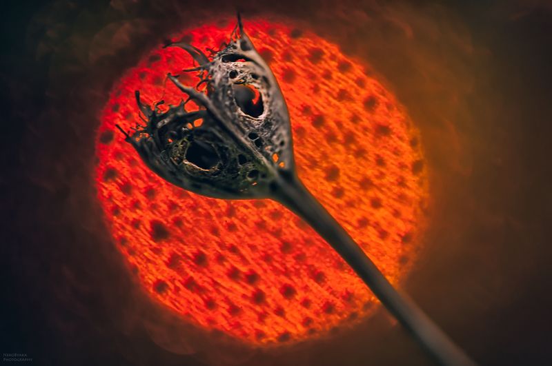 макро, сухоцветы, боке, macro, dried flowers, bokeh, *** фото превью