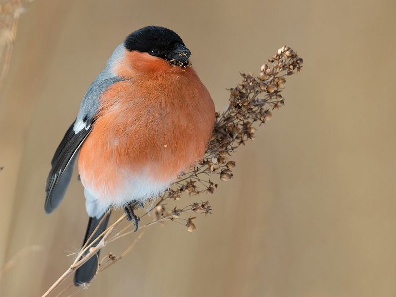 Снегири фото превью