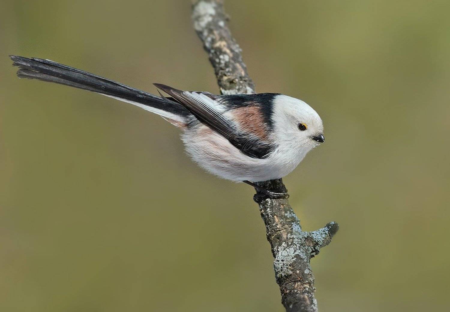 длиннохвостая синица,ополовник,бор, Иван