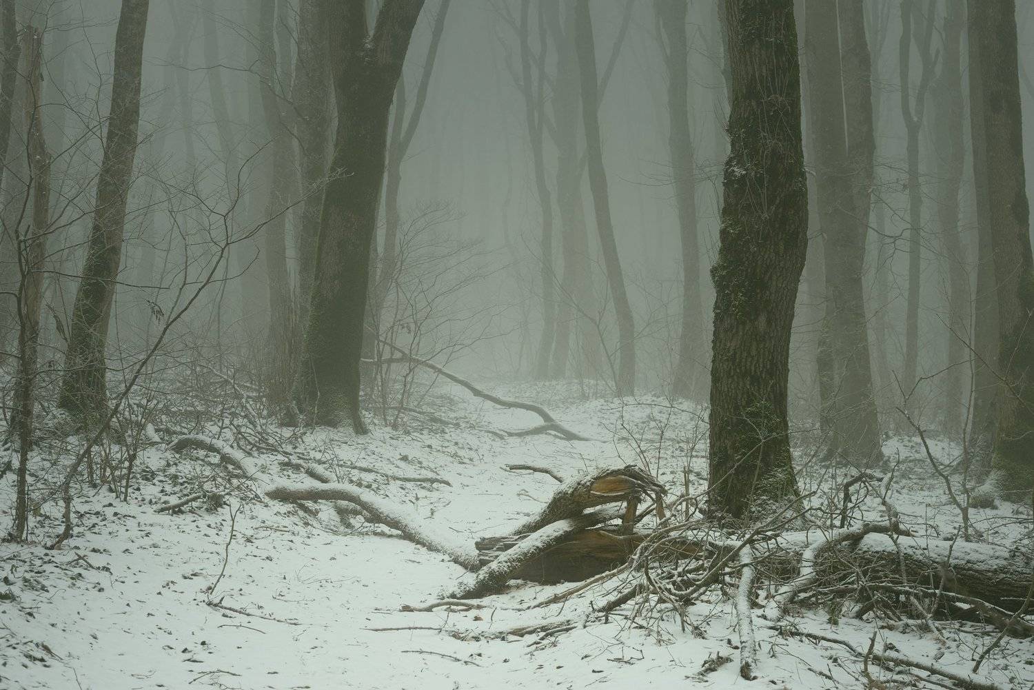 лес туман зима, Александр Жарников