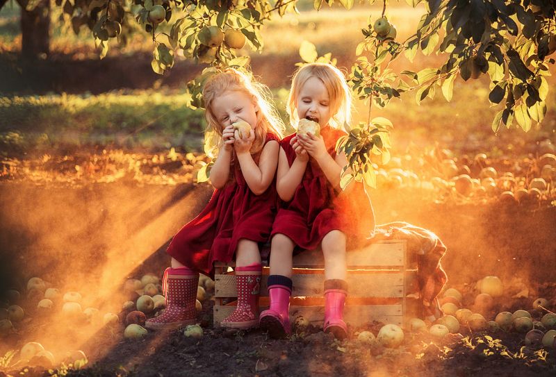 яблоки, ящик, яблоневые сады, сады, девочки, лето, урожай  фото превью