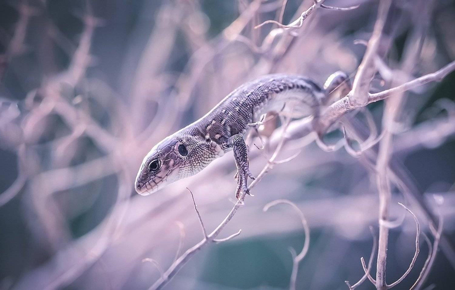 , Вячеслав Мищенко