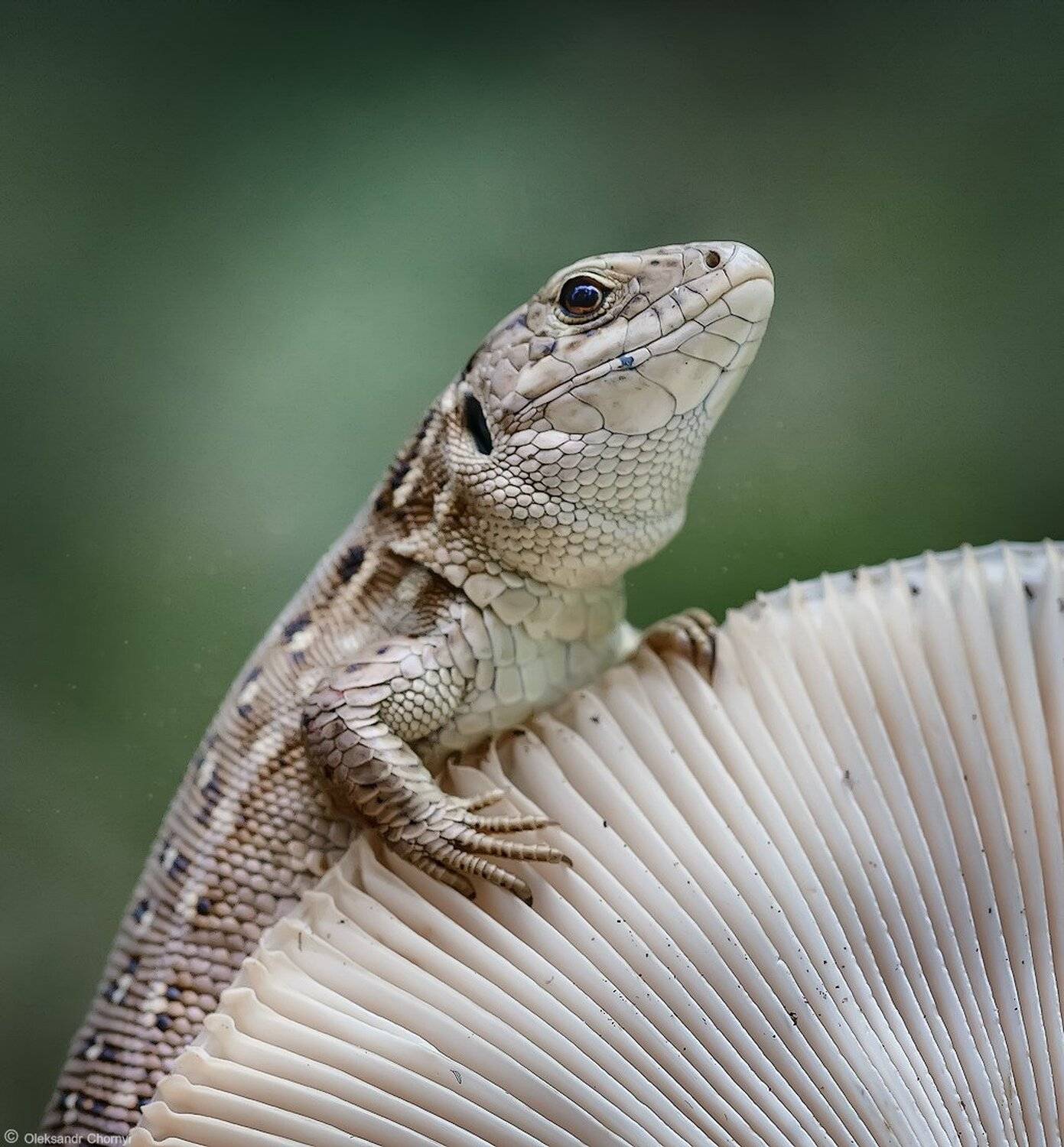 украина, коростышев, природа, макро, макро красота, макро мир, волшебство, тишина, гармония, жизнь, свобода, надежда, любовь, путь, путешествие, мир, лес, ящерица, взгляд, смотреть, гриб, день, лето, момент, фон, зеленый, бдительность, молчание, Александр Чорный