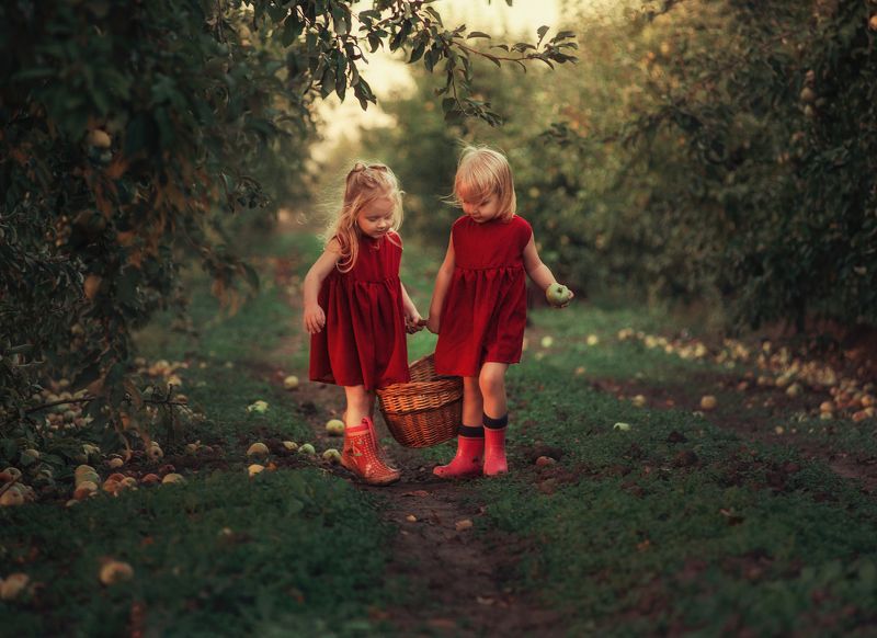 девочки, лето, яблоки, урожай, сады, яблоневые сады, корзинка  фото превью