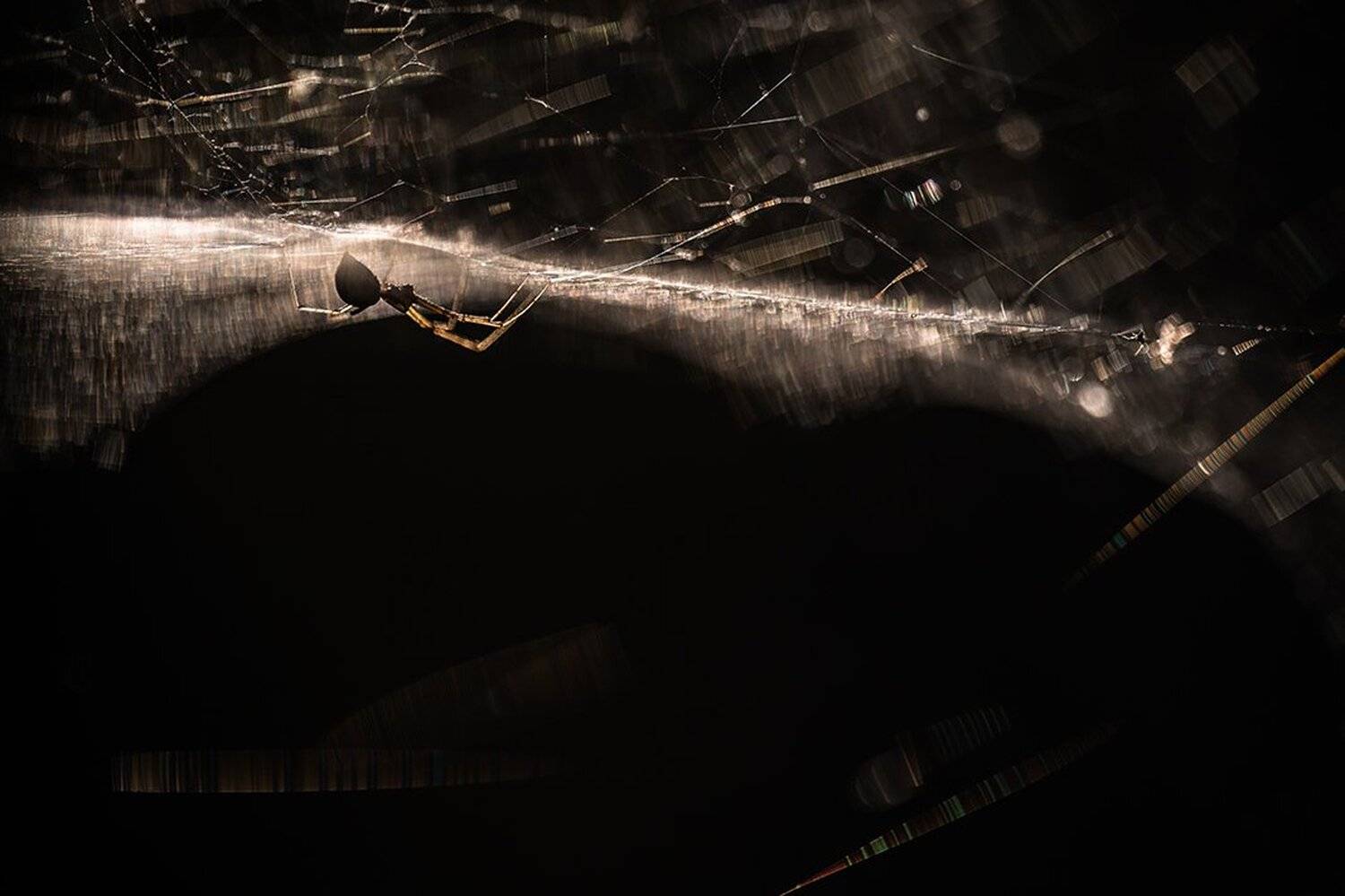 паук, макро, сети, чёрное, свет, воронеж, Геннадий Мещеряков