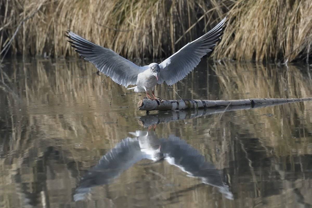 птицы birds slovakia, Jaroslav Mego