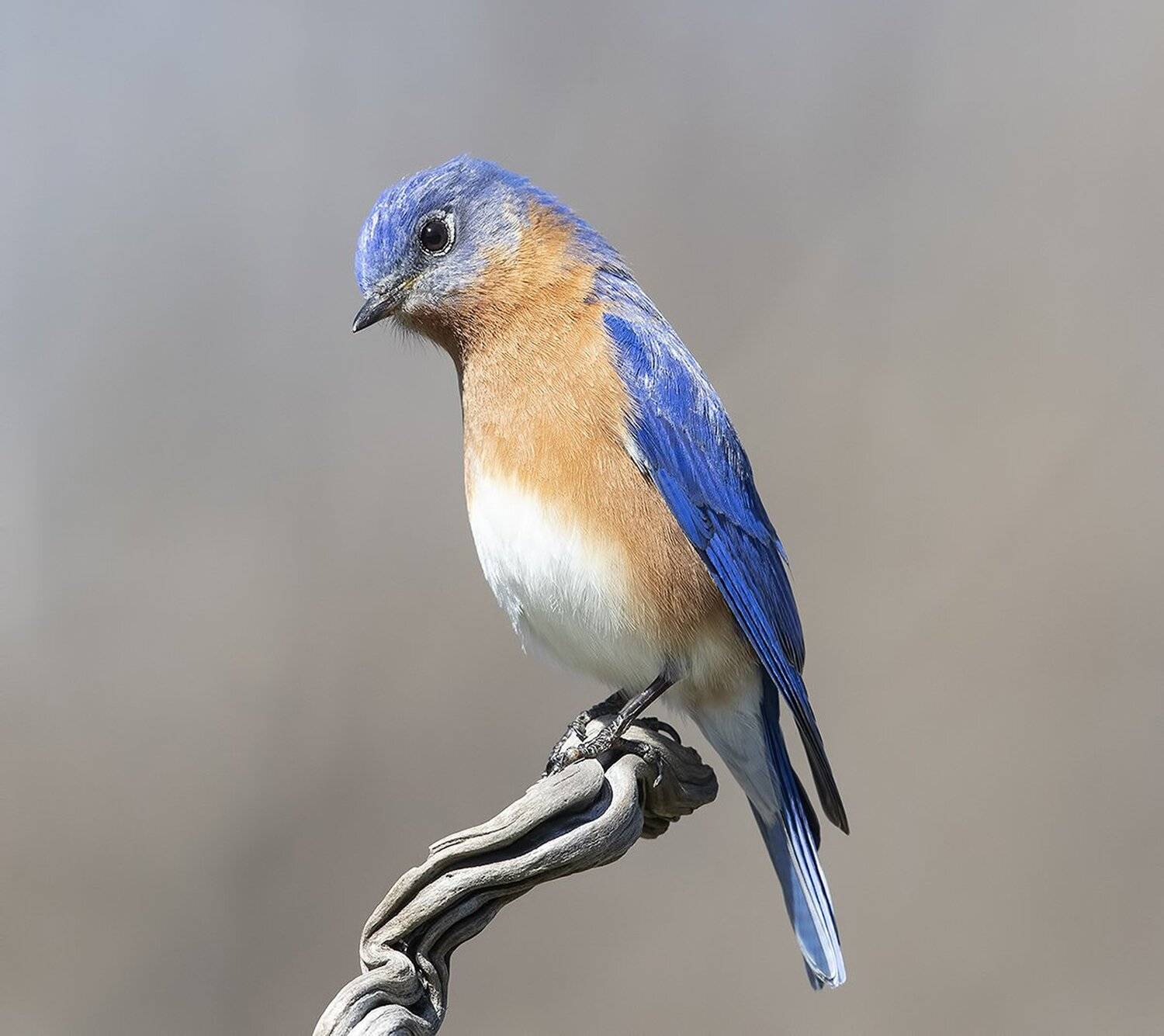 восточная сиалия, eastern bluebird, bluebird, Elizabeth Etkind