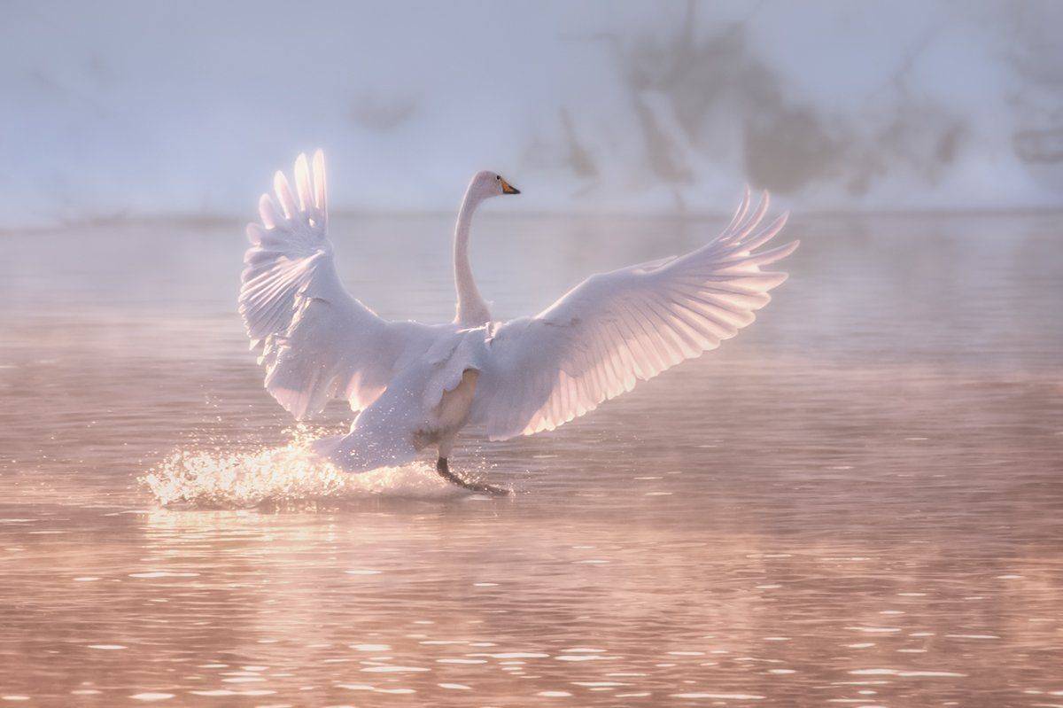 Лебедь, Озеро, Лебединое, Natalya P.