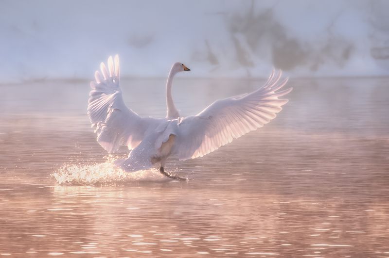 Лебедь, Озеро, Лебединое Танец на воде фото превью