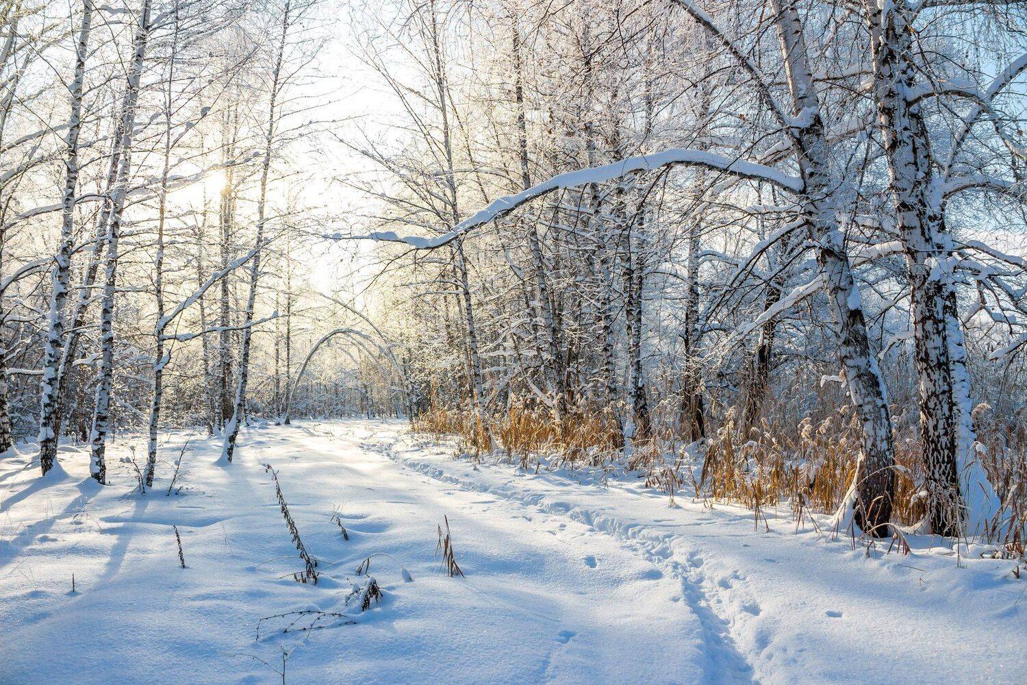 усмань, снег, рождество, мороз, лес, иней, зима, заповедник, берёзы, Руслан Востриков