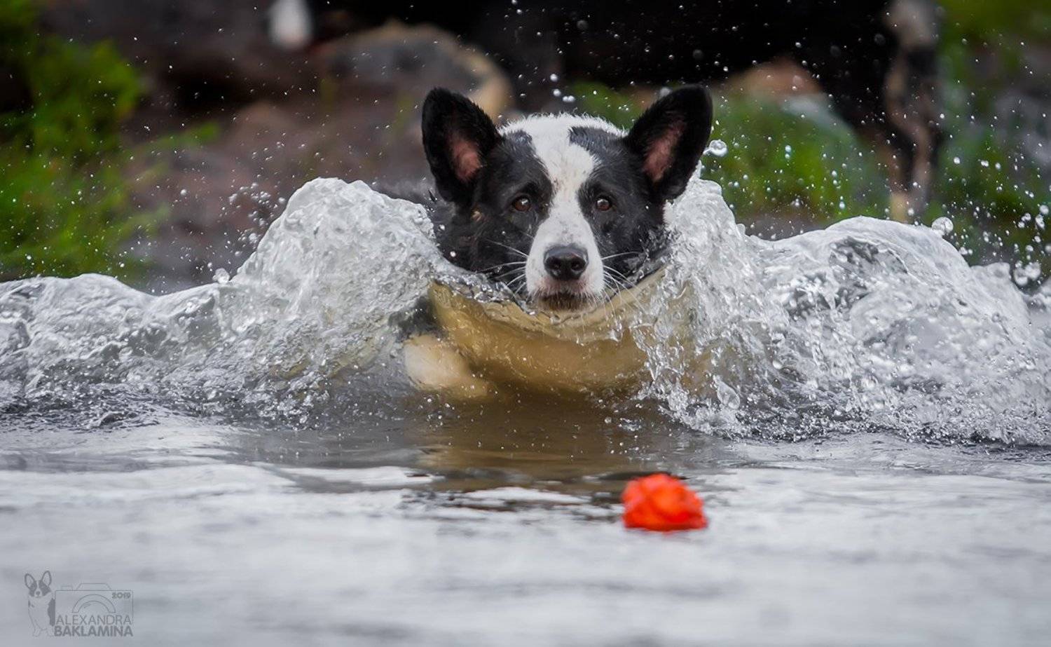 вельш корги кардиган, собака, лето корги, Александра Бакламина