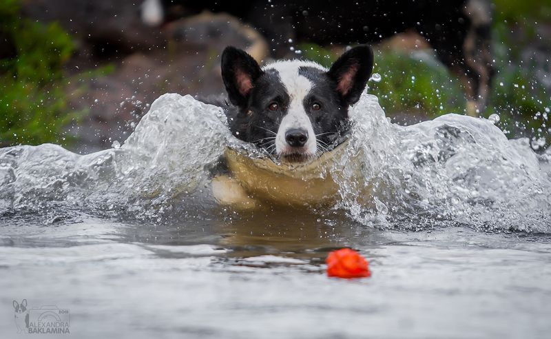 вельш корги кардиган, собака, лето корги Вспоминая лето.... фото превью