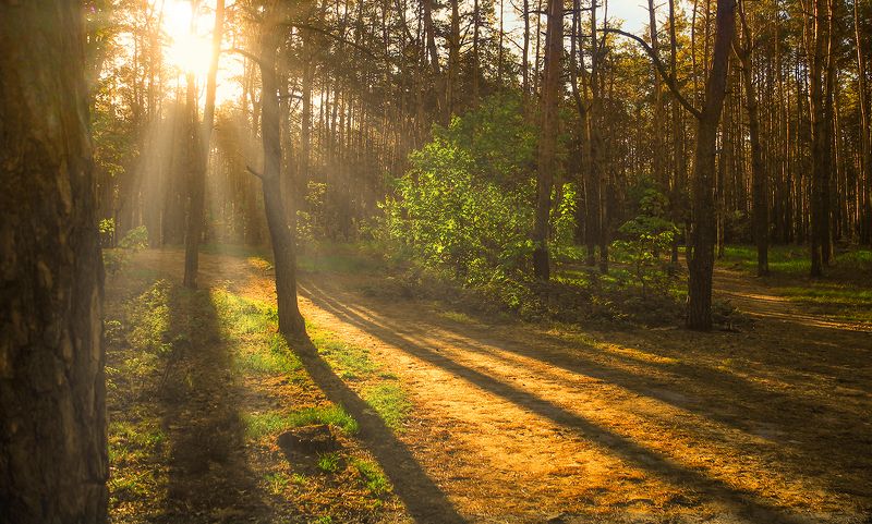 утро фото превью