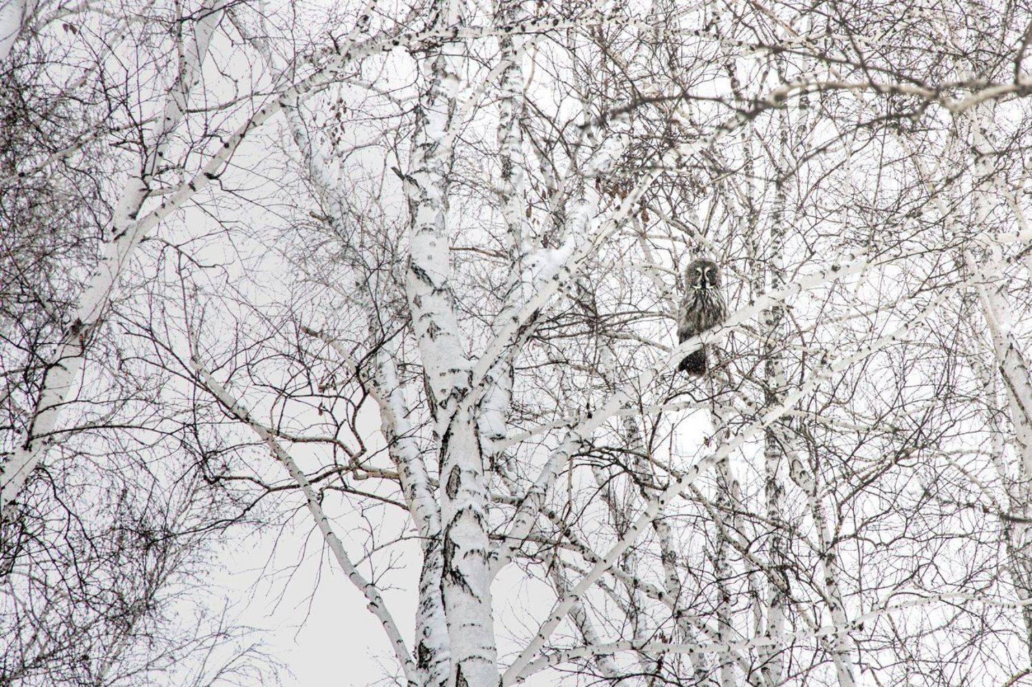 сова, омск, неясыть, зима, животные, Слащилина Нина