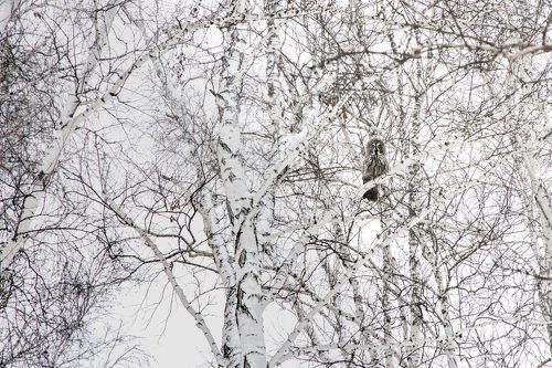 Бородатая неясыть
