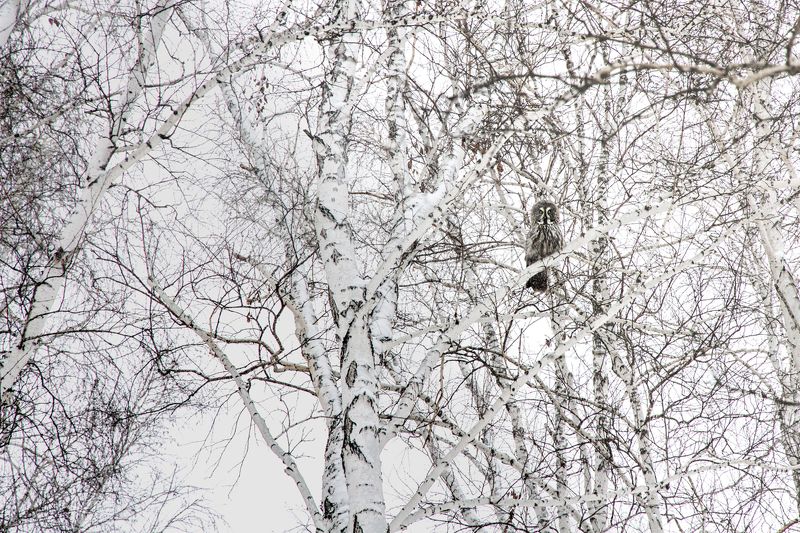 сова, омск, неясыть, зима, животные Бородатая неясыть фото превью