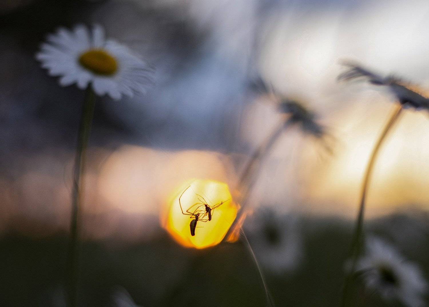 природа, пейзаж, закат, охота, Рустам Афлятунов