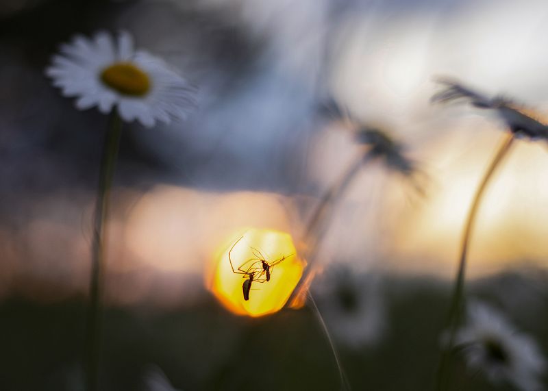 природа, пейзаж, закат, охота В огне фото превью