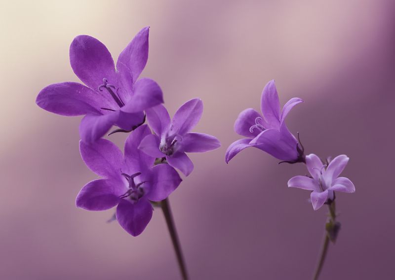 ... фото превью