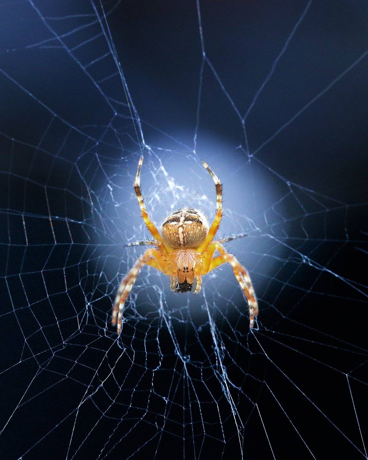 паук, паутина, природа, макро, nature, Людмила Гудина