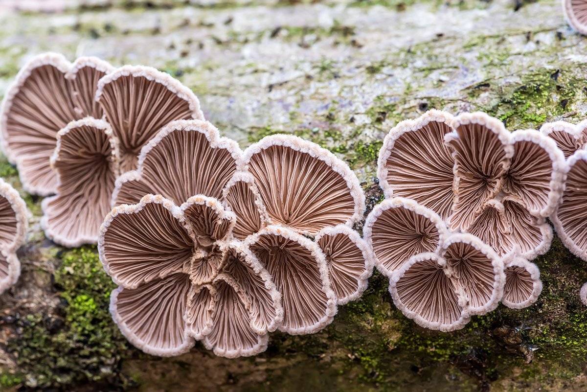 макро, грибы, щелелистник, Александр Земляной