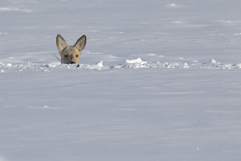 окоп фото превью